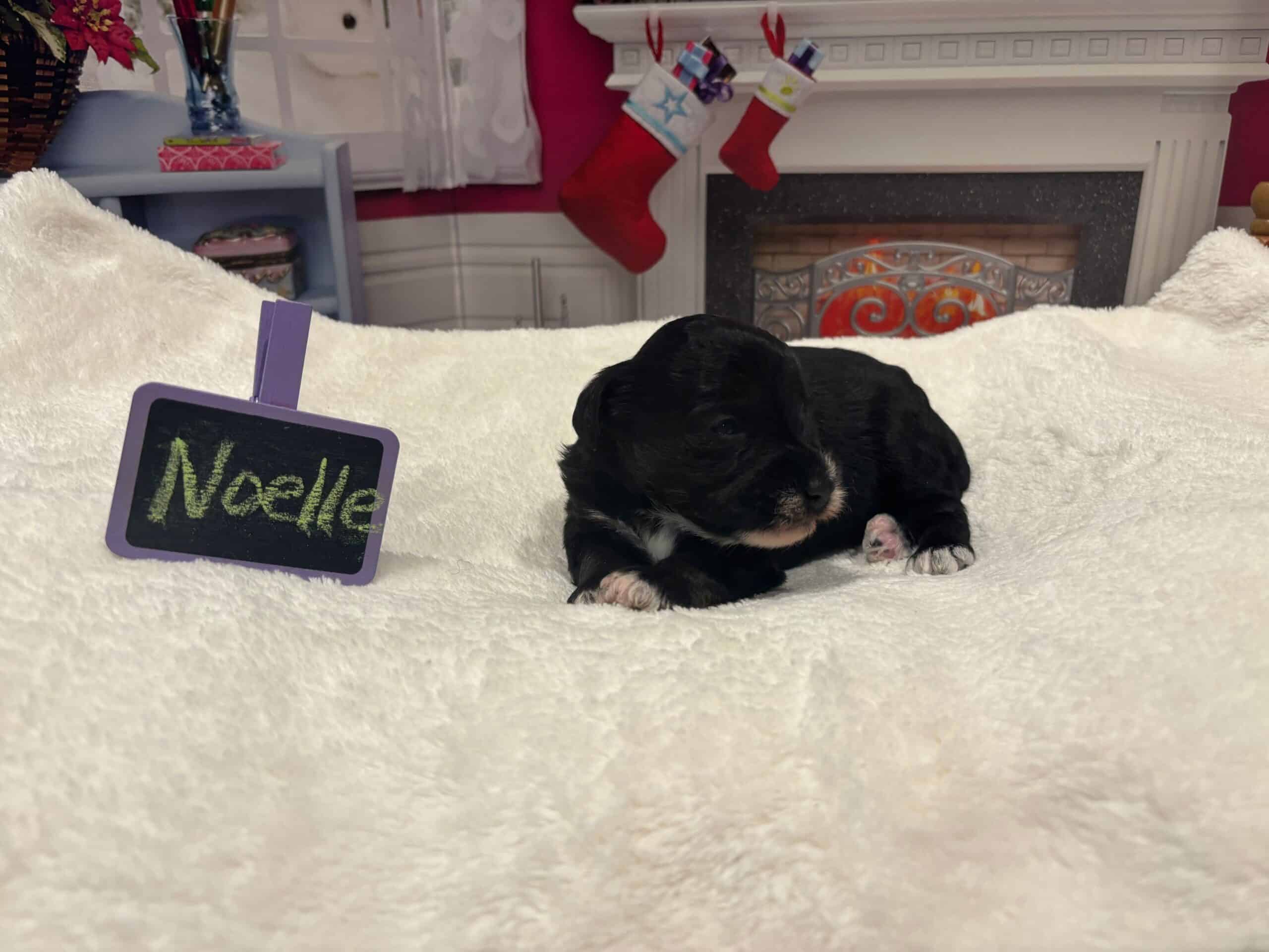 Noelle – Miniature Schnoodle