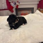 Noelle – Miniature Schnoodle