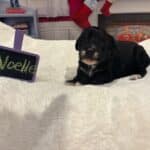 Noelle – Miniature Schnoodle