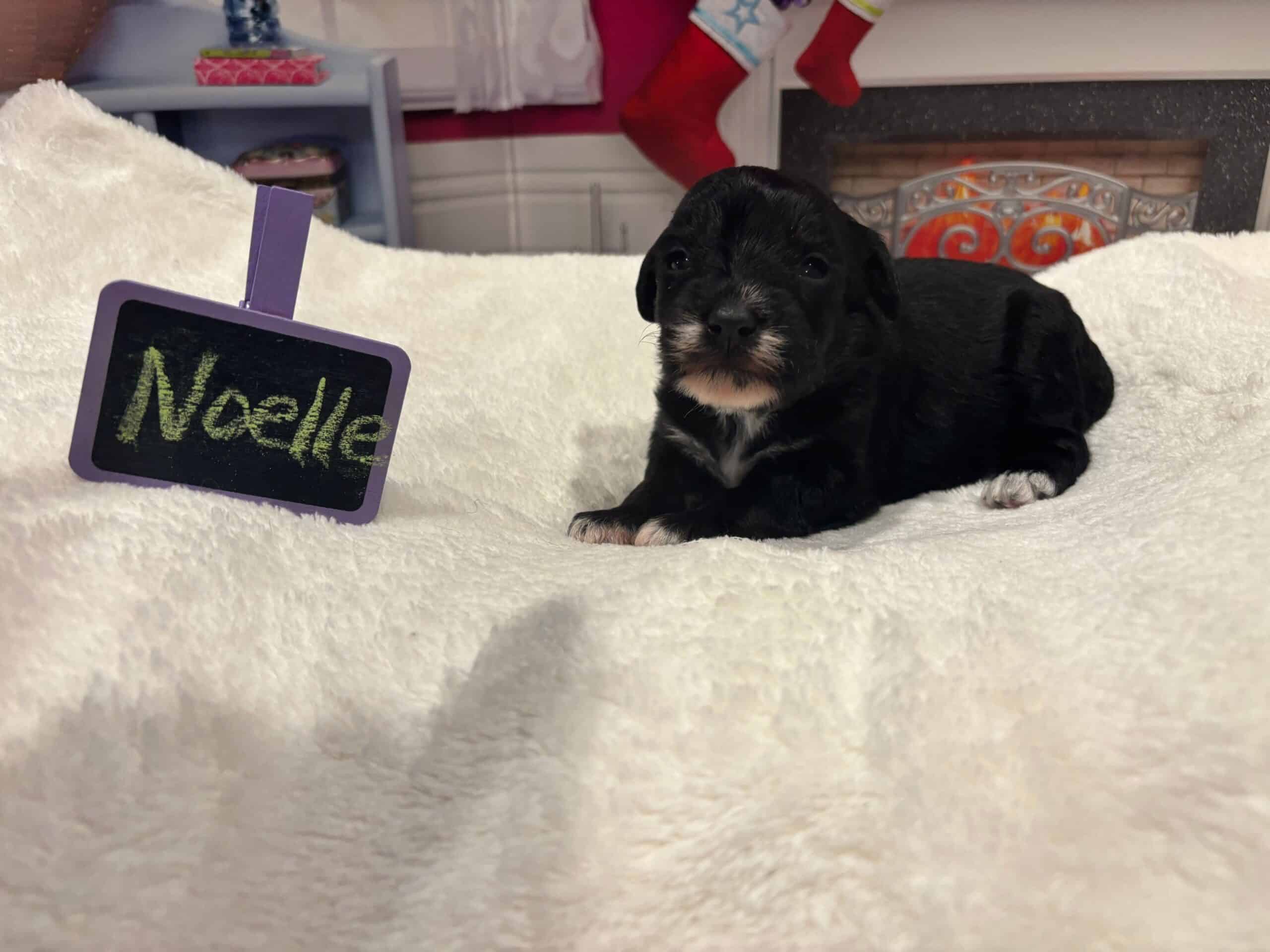 Noelle – Miniature Schnoodle