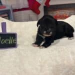 Noelle – Miniature Schnoodle