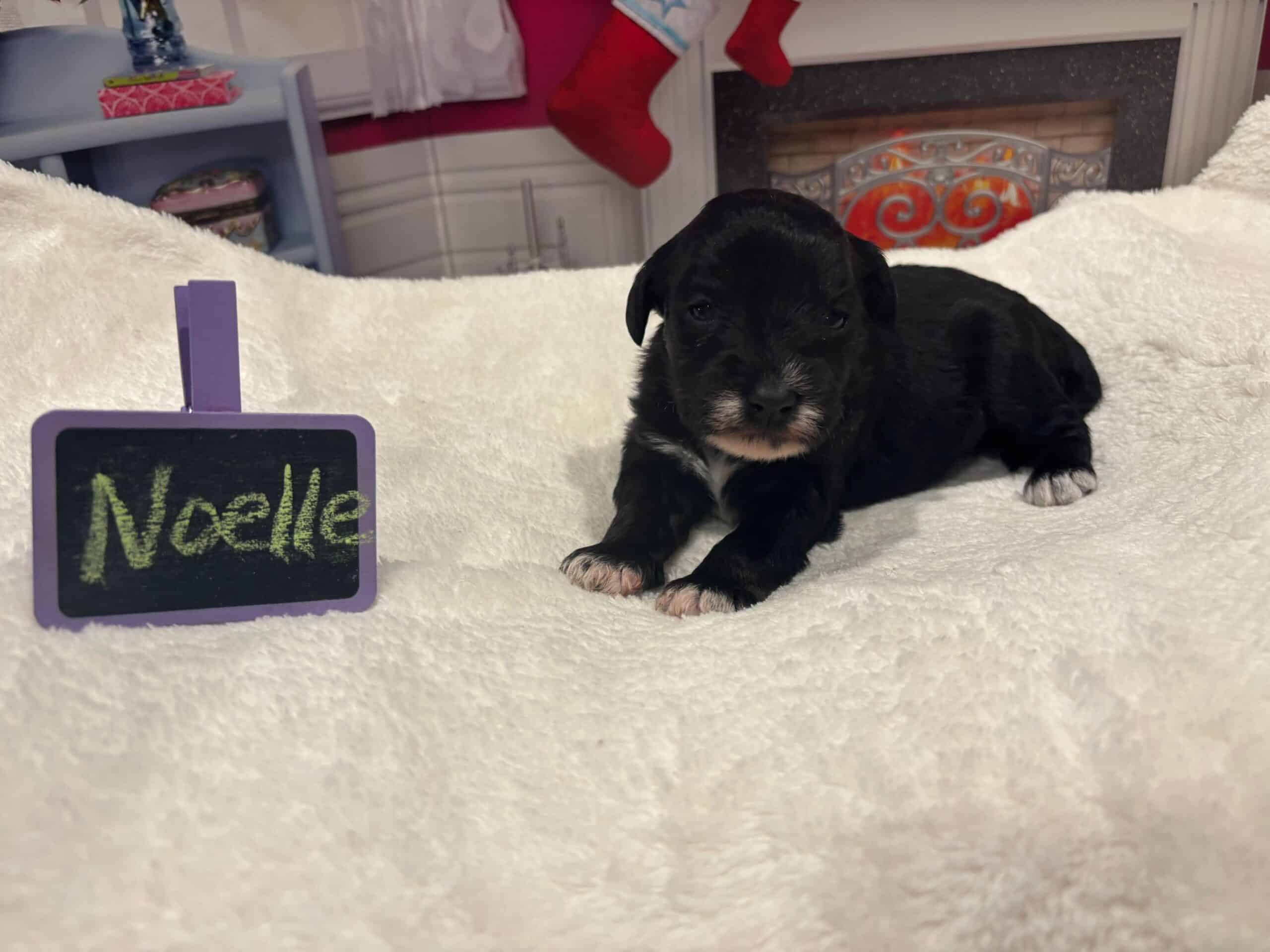 Noelle – Miniature Schnoodle