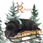 Rudolph – Miniature Schnoodle