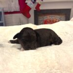 Rudolph – Miniature Schnoodle