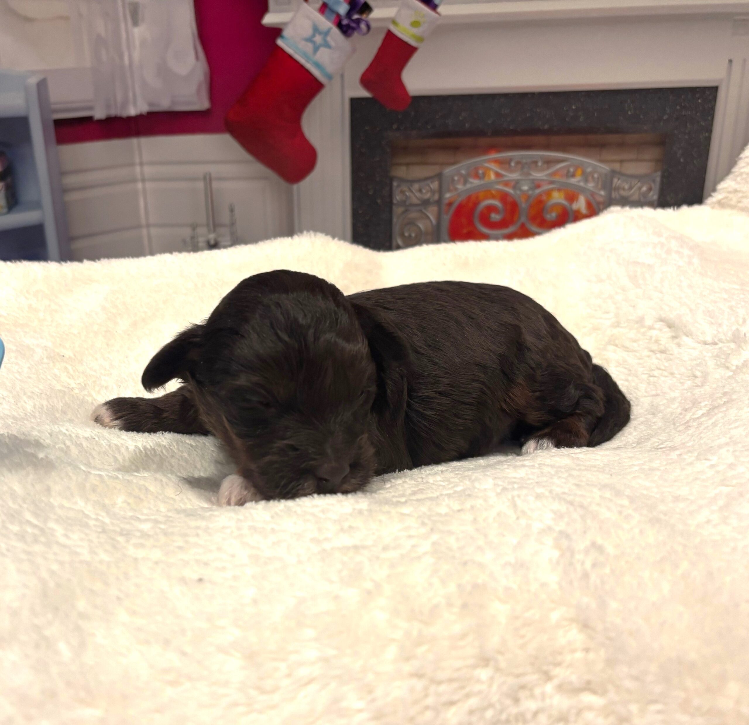 Rudolph – Miniature Schnoodle