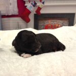 Rudolph – Miniature Schnoodle