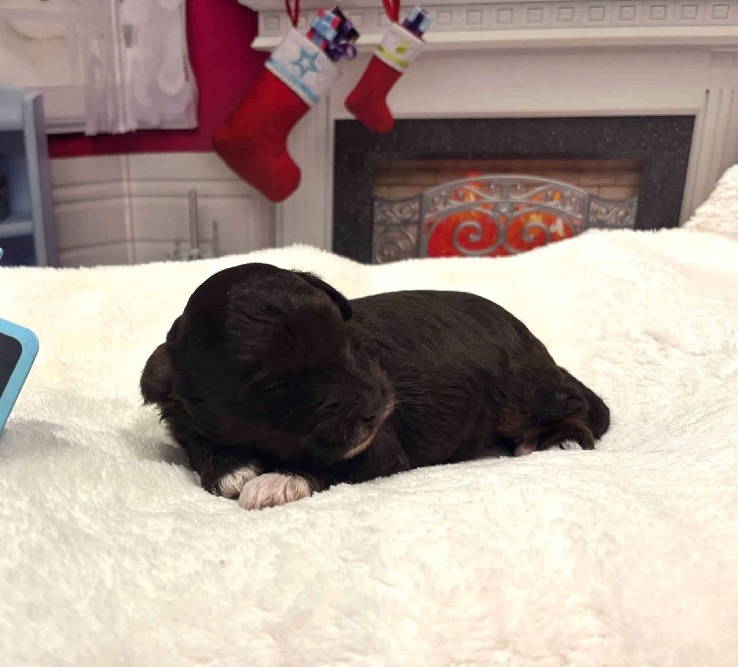 Rudolph – Miniature Schnoodle