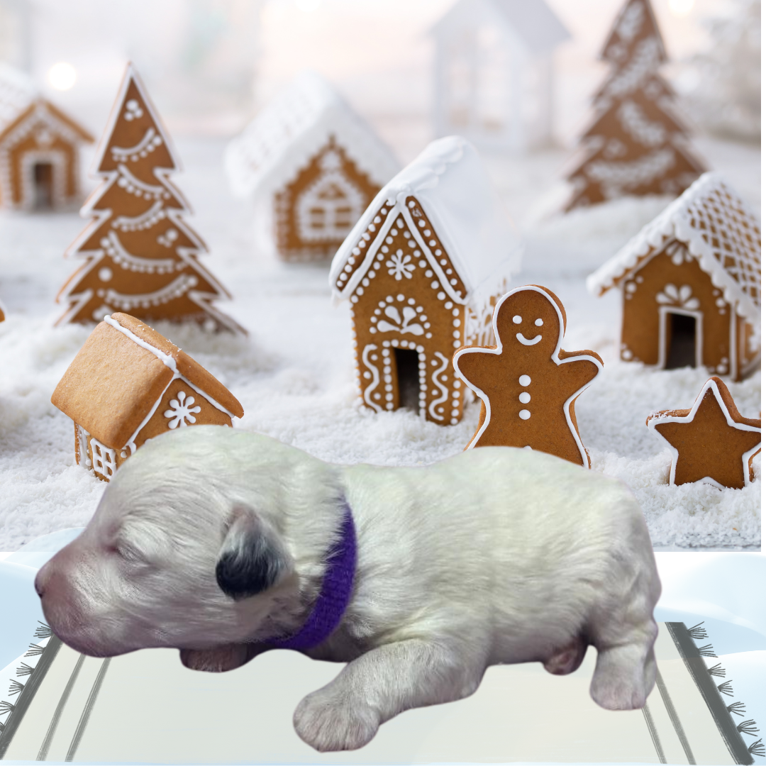 Snowflake – Miniature Schnoodle