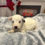 Snowflake – Miniature Schnoodle