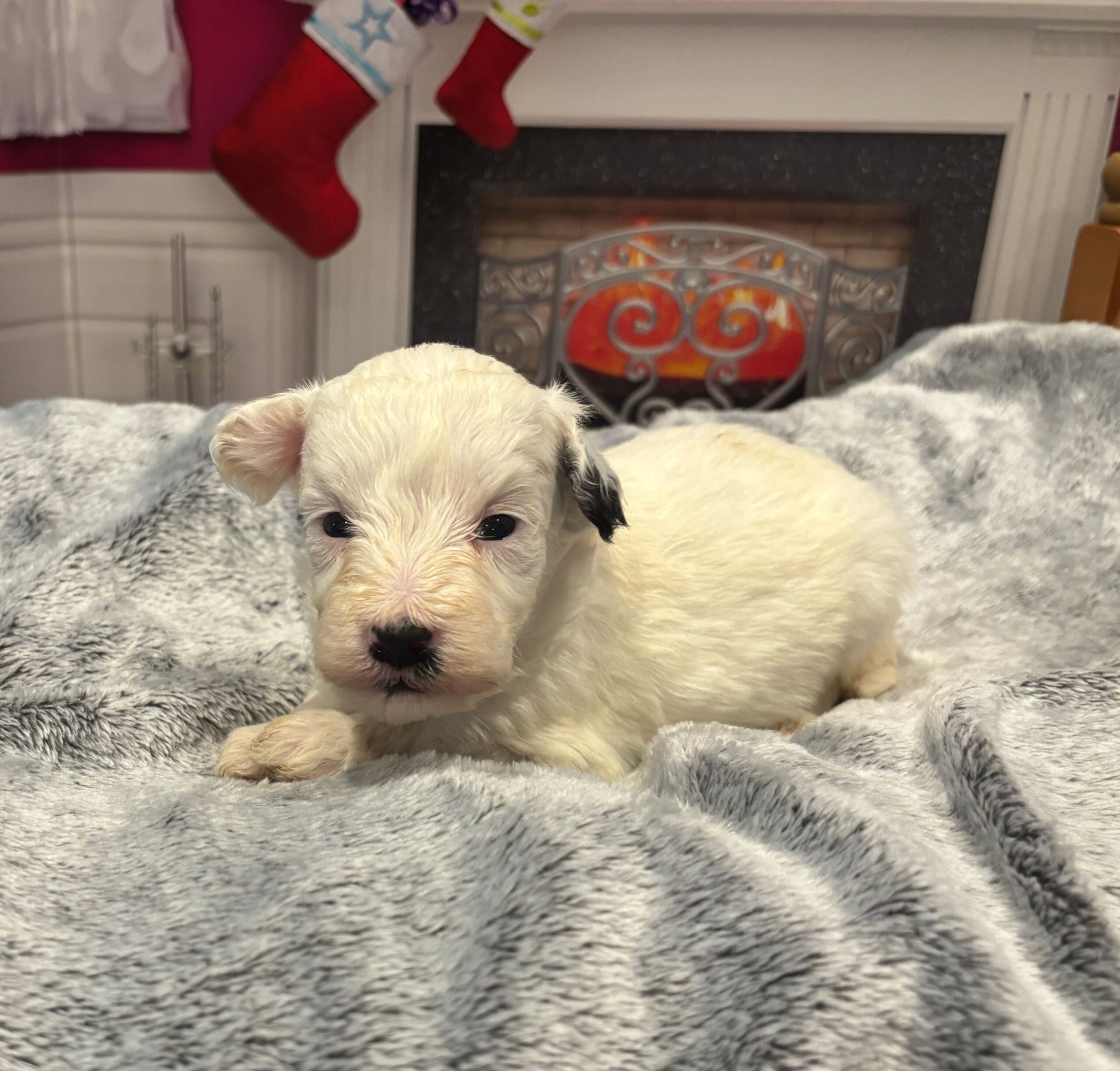 Snowflake – Miniature Schnoodle