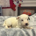 Snowflake – Miniature Schnoodle