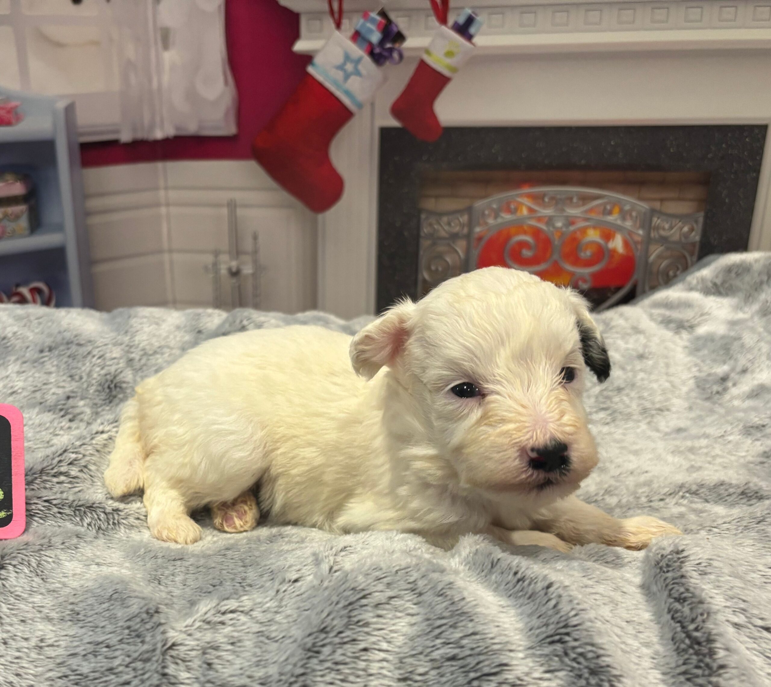 Snowflake – Miniature Schnoodle