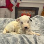 Snowflake – Miniature Schnoodle