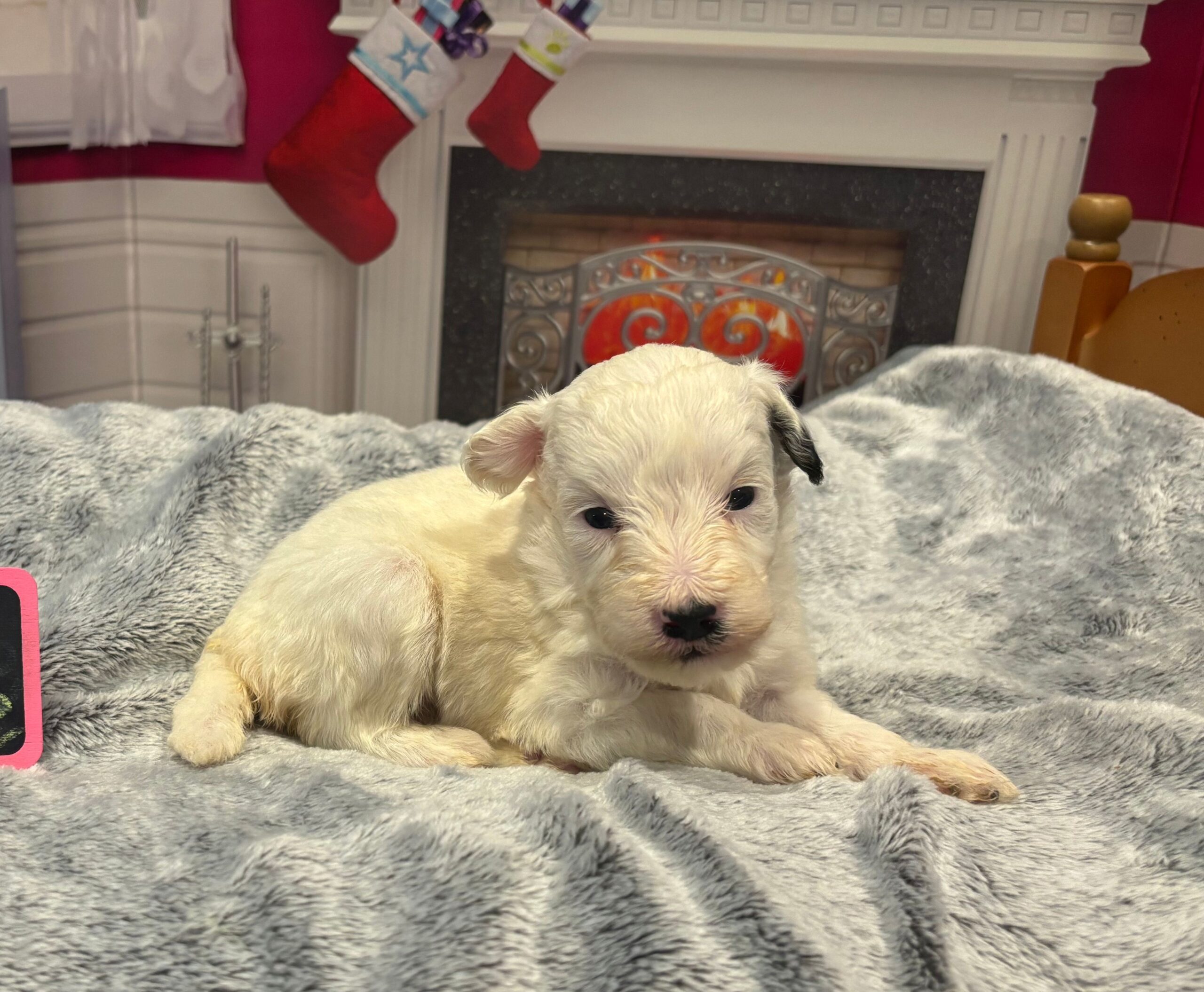 Snowflake – Miniature Schnoodle