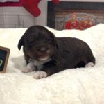 Sven – Miniature Schnoodle