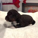 Sven – Miniature Schnoodle