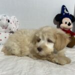 Theo – Miniature Schnauzer $2500