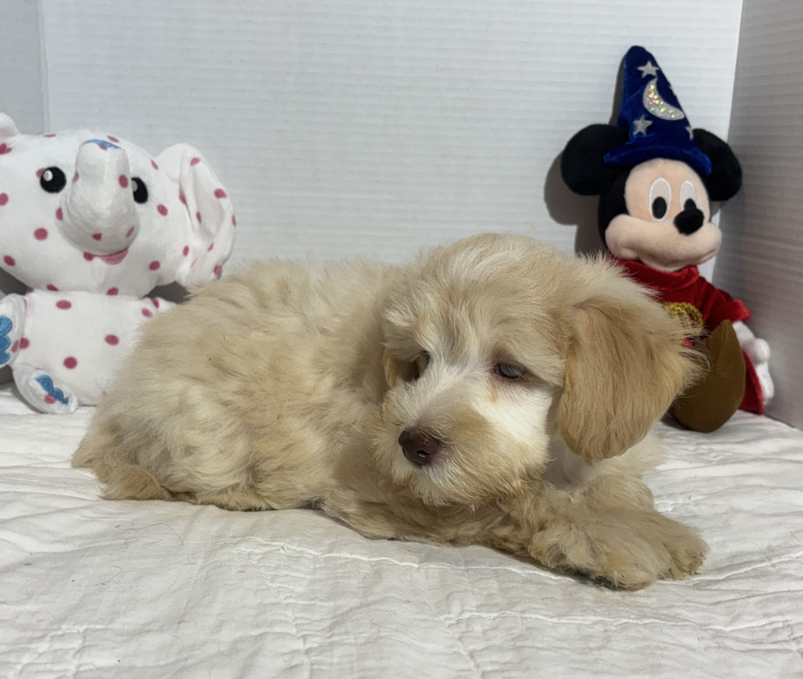 Theo – Miniature Schnauzer $2500