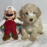 Theo – Miniature Schnauzer $2500