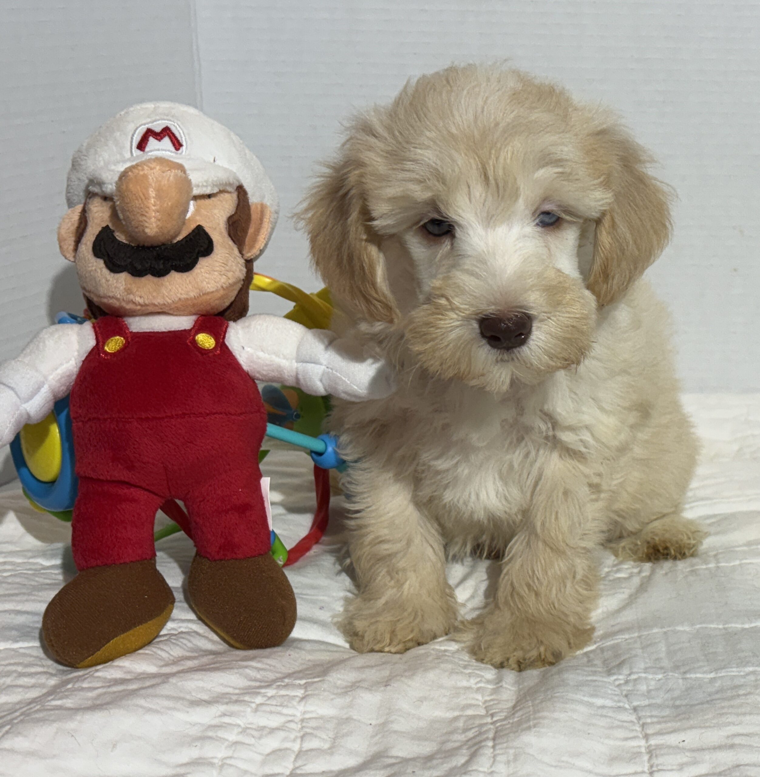 Theo – Miniature Schnauzer $2500