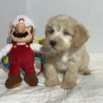 Theo – Miniature Schnauzer $2500