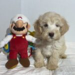 Theo – Miniature Schnauzer $2500
