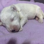 Olaf – Miniature Schnoodle