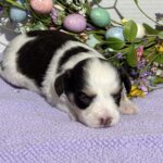 Lola – Miniature Schnoodle $2500