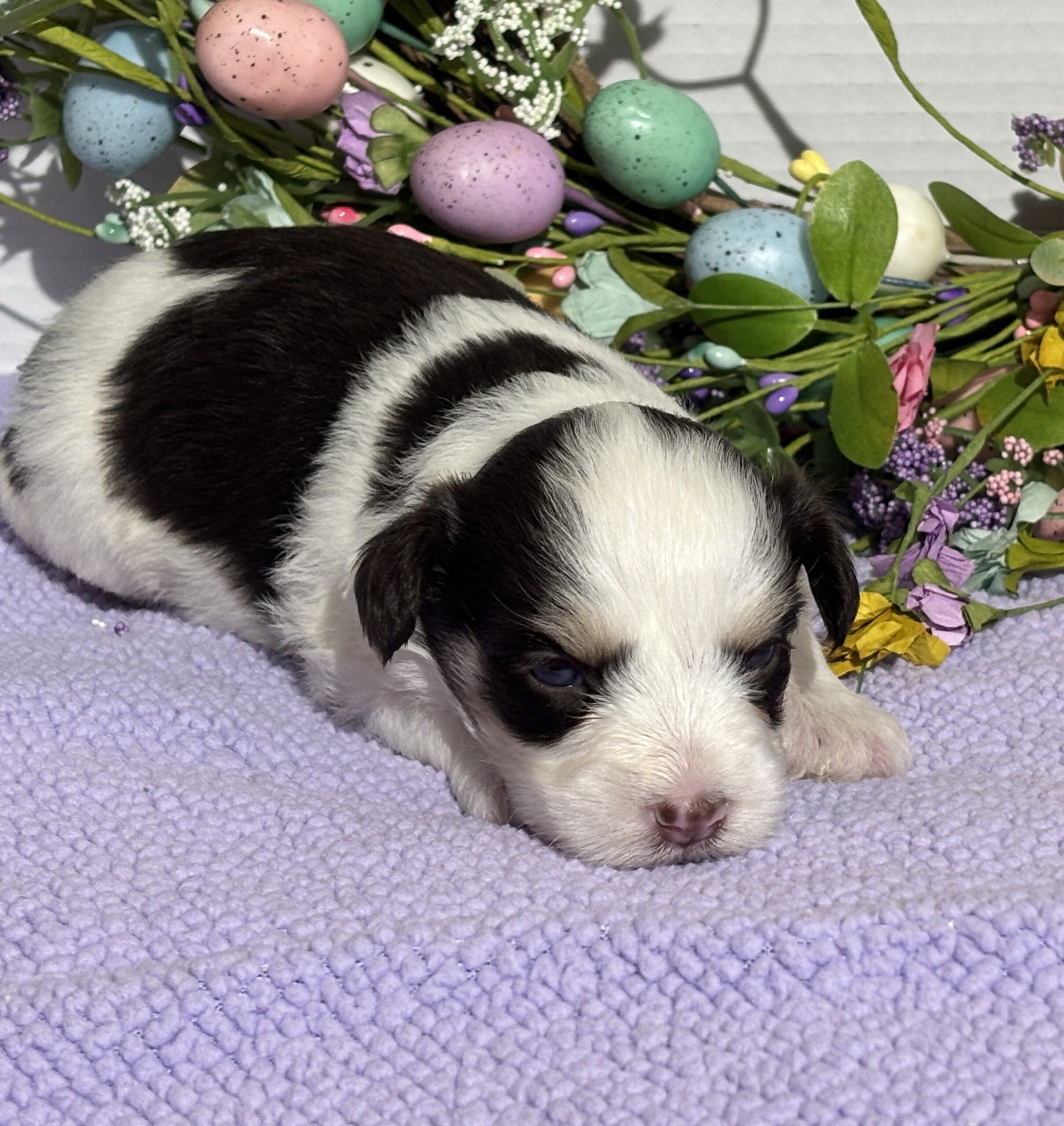 Lola – Miniature Schnoodle $2500