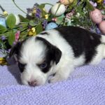 Lola – Miniature Schnoodle $2500