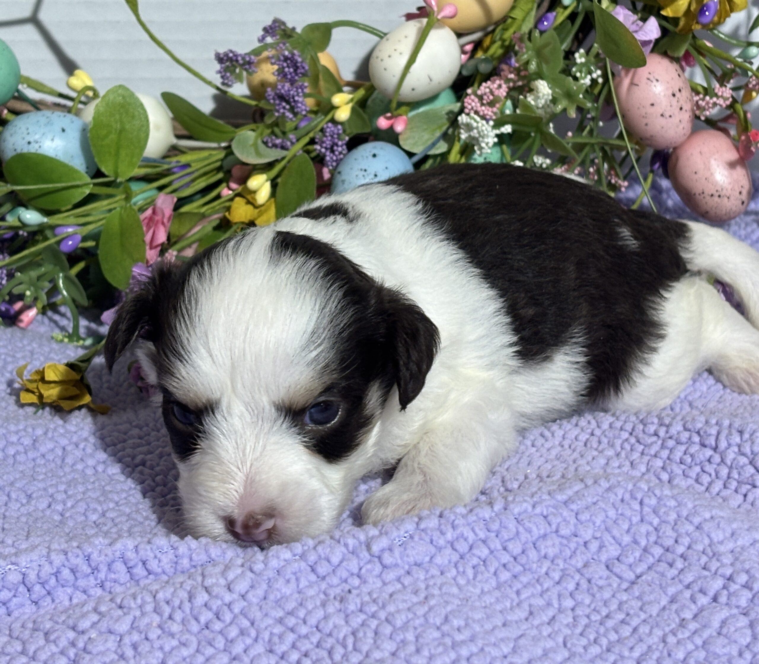 Lola – Miniature Schnoodle $2500