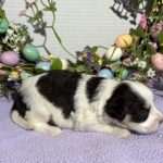 Lola – Miniature Schnoodle $2500