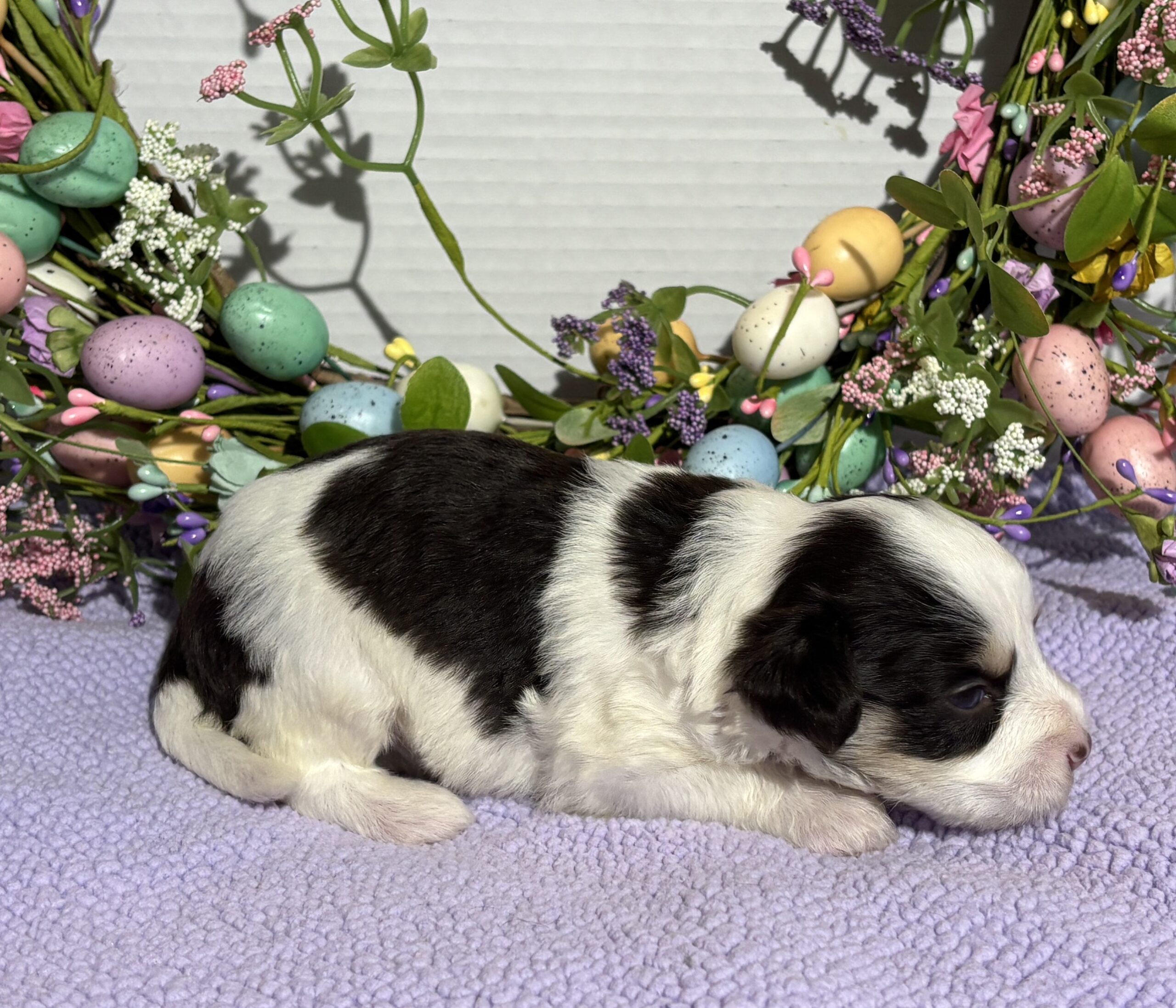 Lola – Miniature Schnoodle $2500