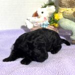 Mia – Miniature Schnoodle $1500