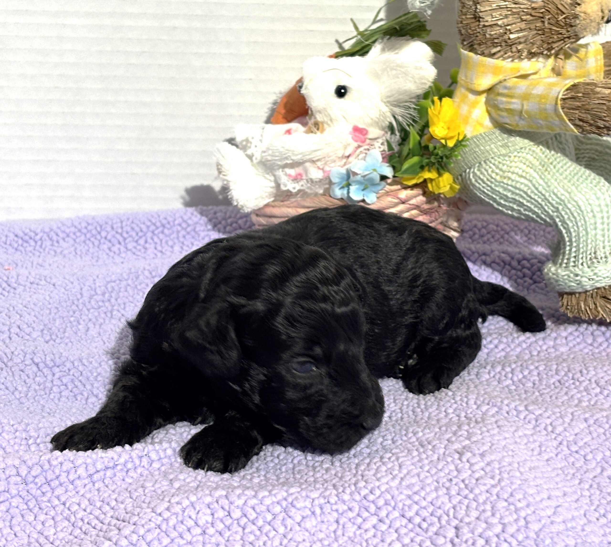 Mia – Miniature Schnoodle $1500