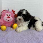 Sage – Miniature Schnoodle $2500