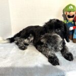 Skyler – Toy Schnauzer $2500