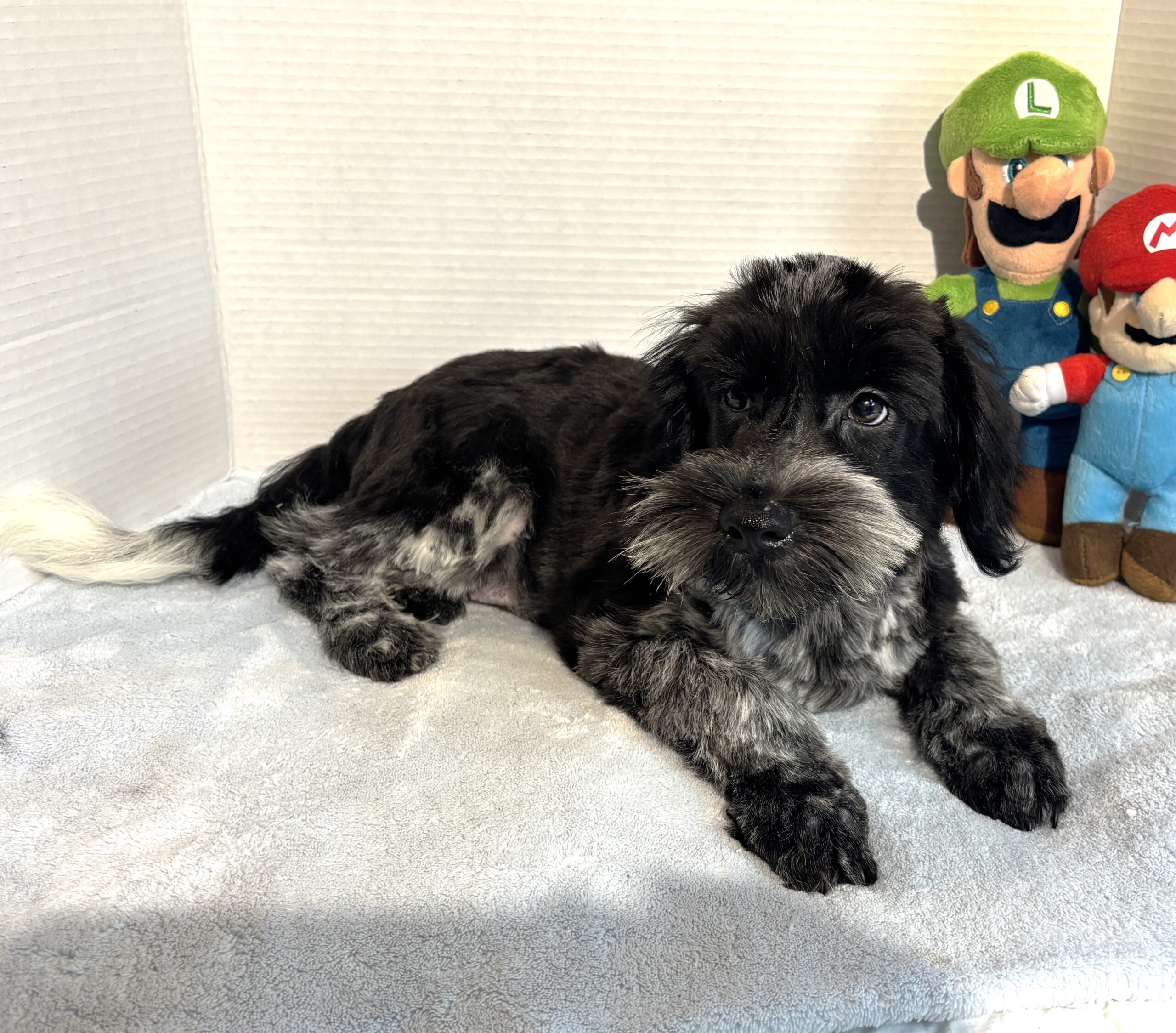 Skyler – Toy Schnauzer $2500