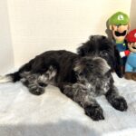 Skyler – Toy Schnauzer $2500