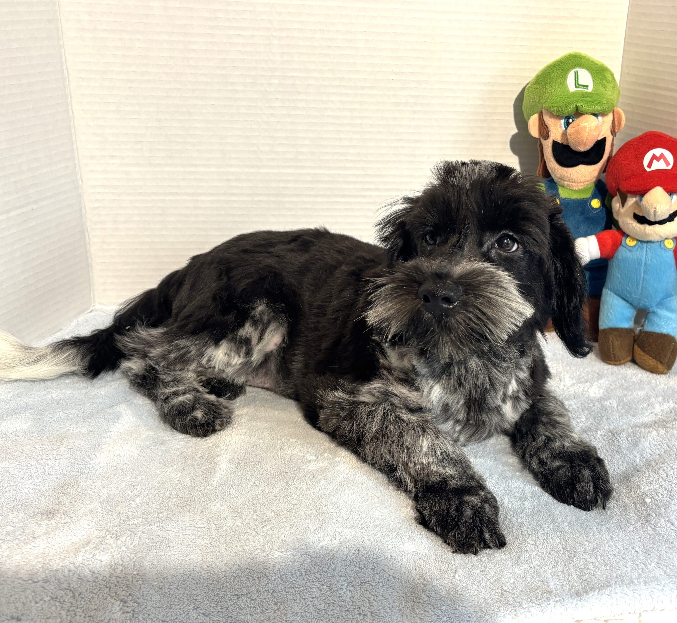 Skyler – Toy Schnauzer $2500