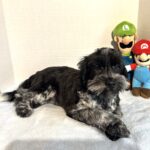 Skyler – Toy Schnauzer $2500