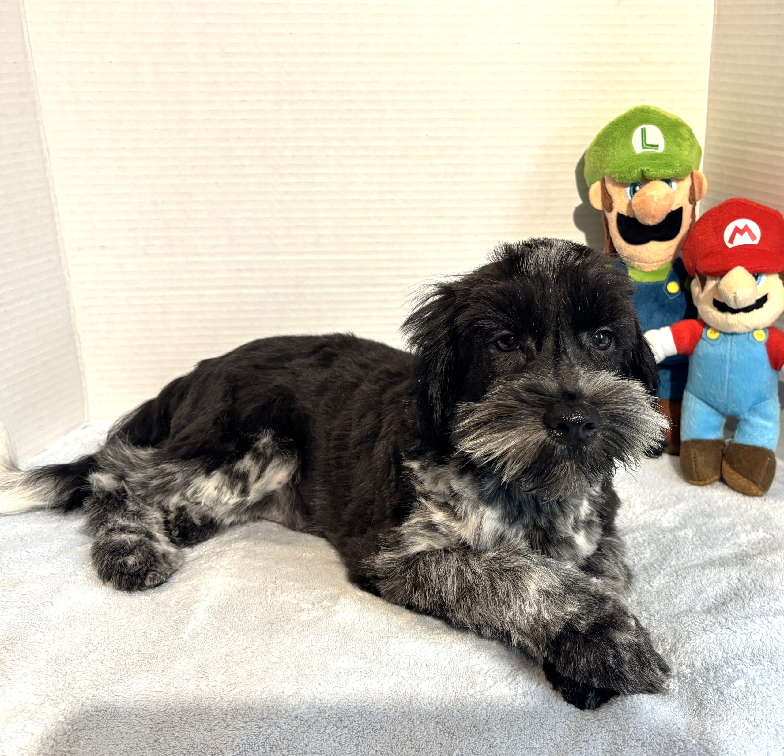 Skyler – Toy Schnauzer $2500
