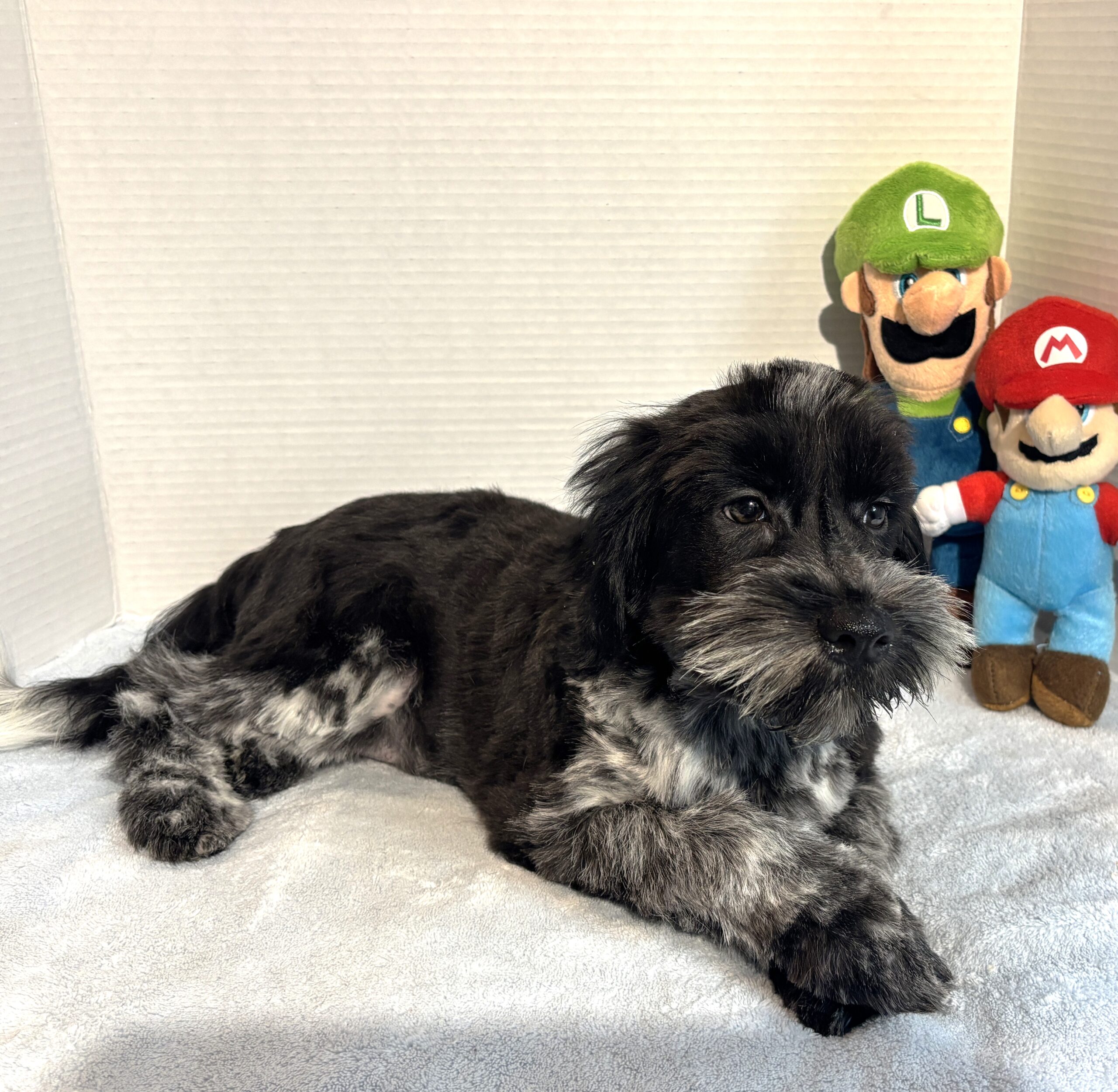 Skyler – Toy Schnauzer $2500