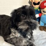 Skyler – Toy Schnauzer $2500