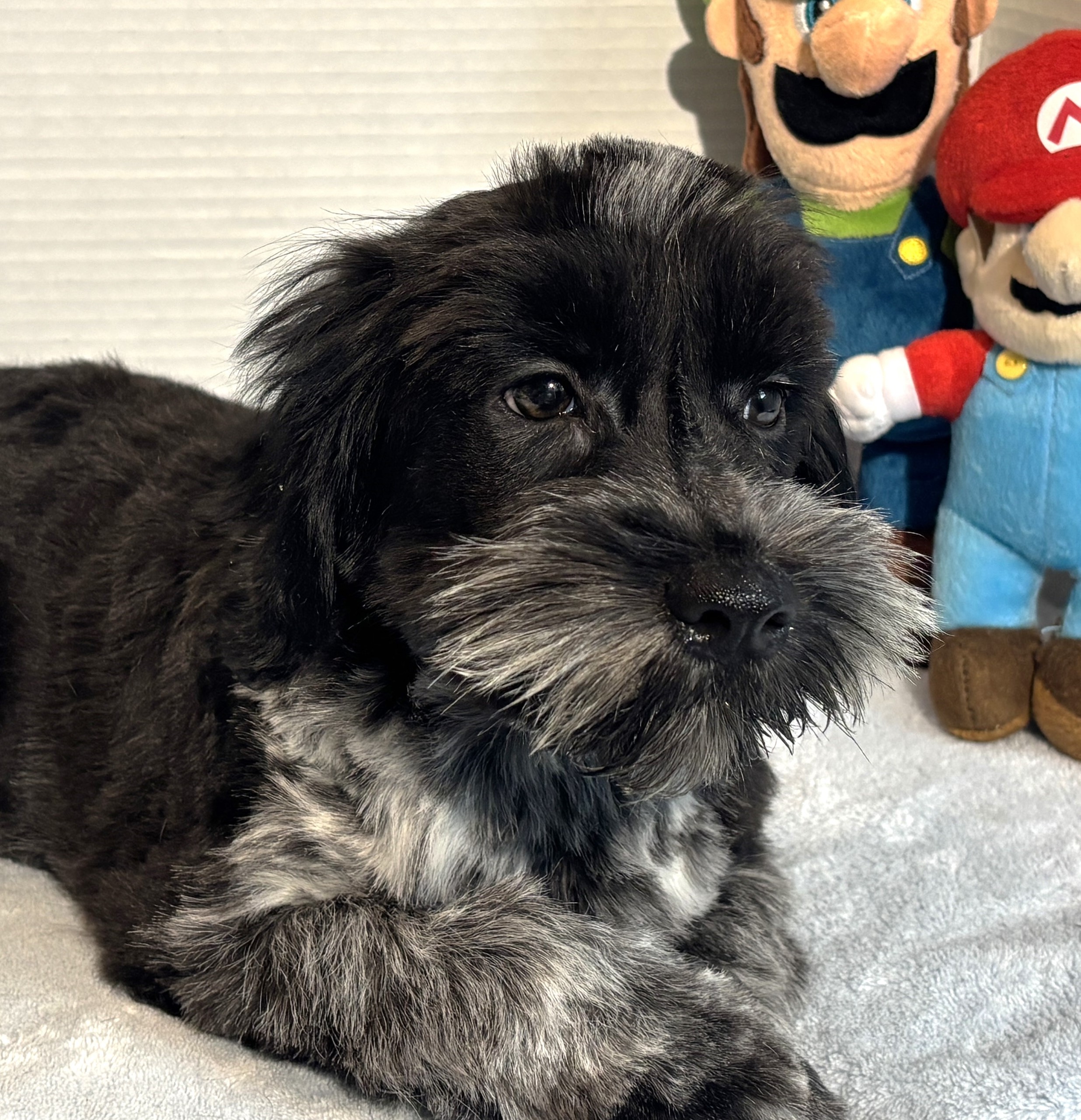 Skyler – Toy Schnauzer $2500