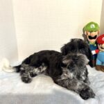 Skyler – Toy Schnauzer $2500