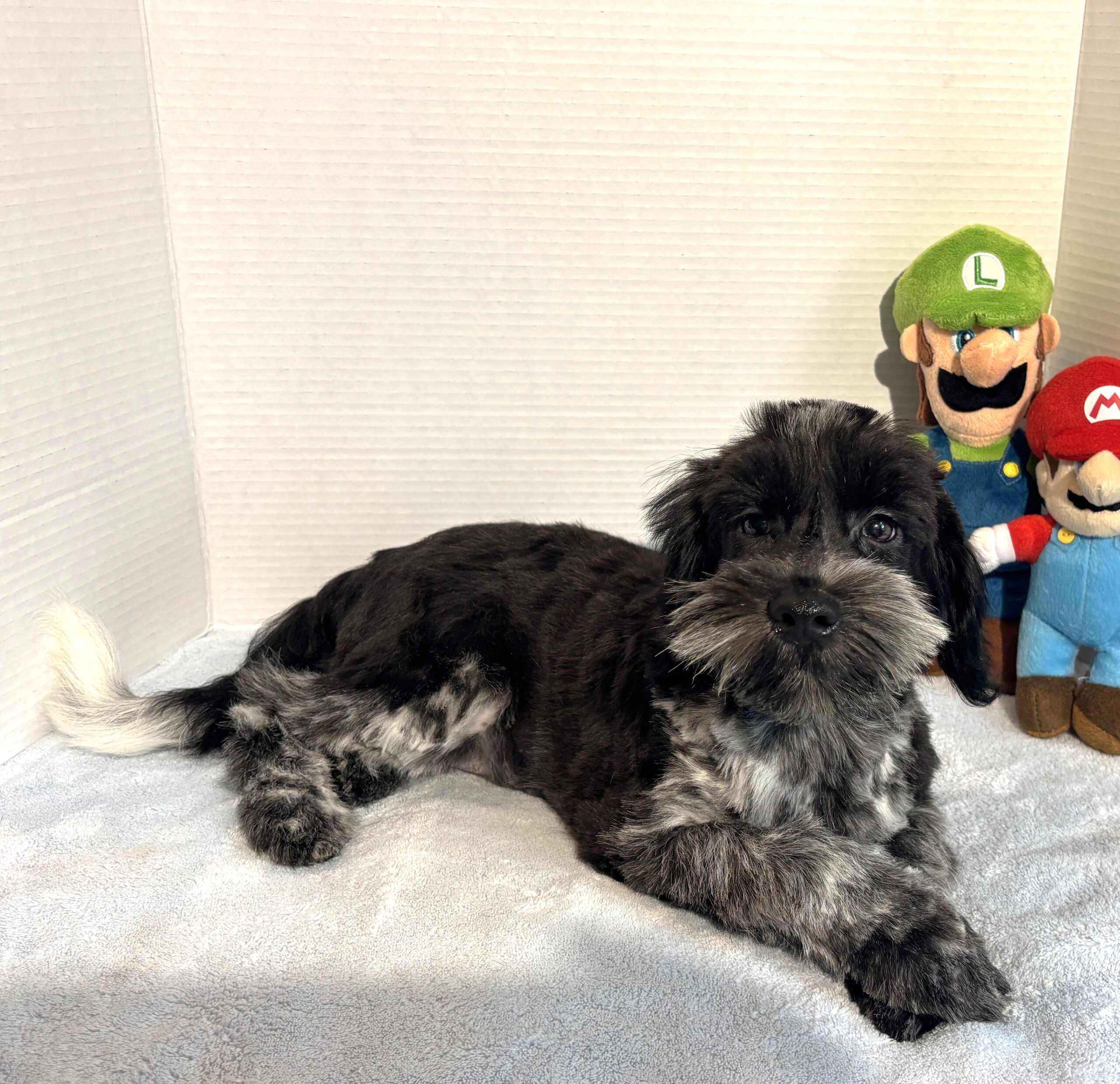 Skyler – Toy Schnauzer $2500