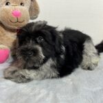Skyler – Toy Schnauzer SALE!!
