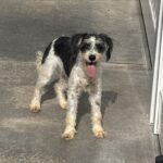 Twinkle – Miniature Schnauzer $795