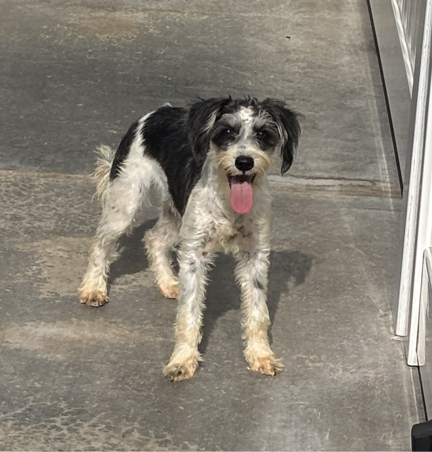 Twinkle – Miniature Schnauzer $795